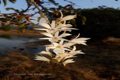 Dendrobium barbatulum